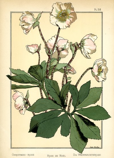 The Christmas Rose by Anna Martin